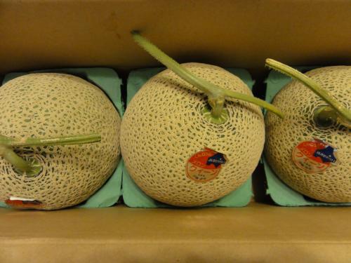 いただきもの　メロン