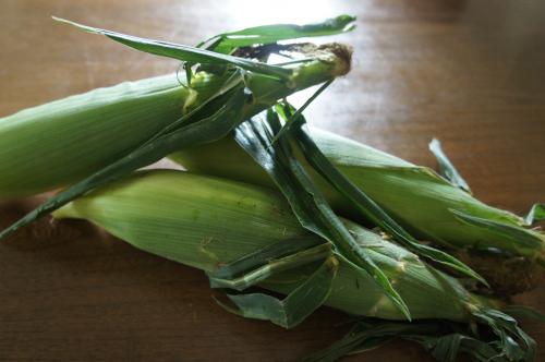 いただきもの　とうもろこし