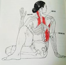 アルダマツェンドラーサナ　ヨガ　アーサナ　