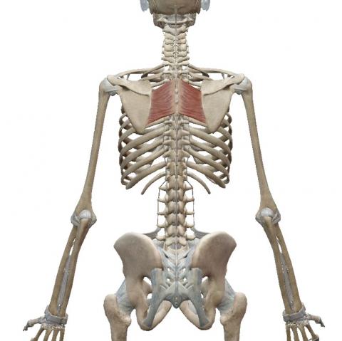 ヨガ解剖学　菱形筋