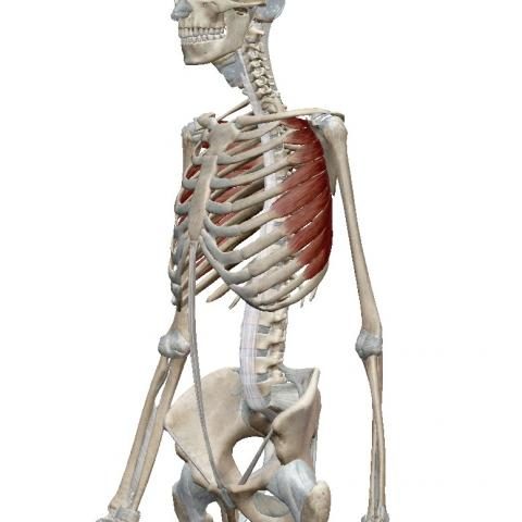 ヨガ解剖学　前鋸筋