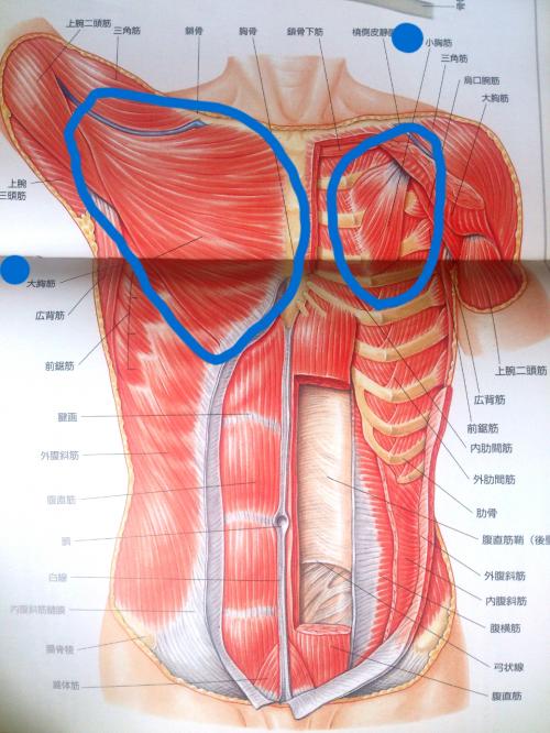 大胸筋　小胸筋