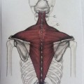 ヨガ解剖学　僧帽筋