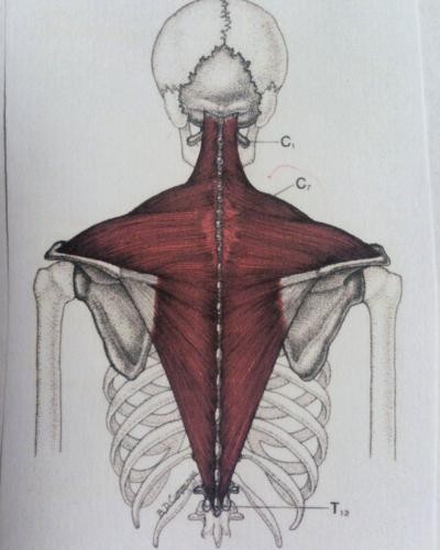 ヨガ解剖学　僧帽筋
