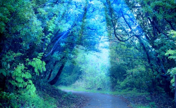 森林　ヒーリング　景色　瞑想