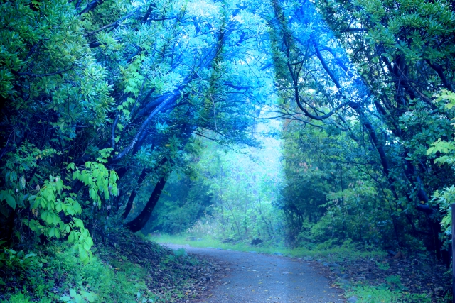 森林　ヒーリング　景色　瞑想