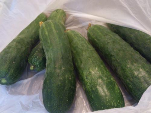 いただきもの　きゅうり