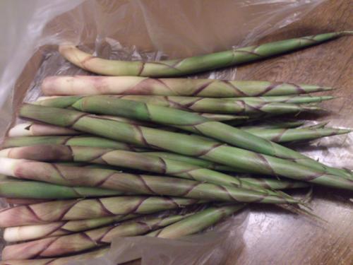 いただきもの　たけのこ