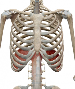 横隔膜　腹式呼吸