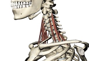 ヨガ解剖学　斜角筋
