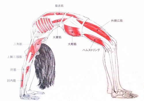 ウールドヴァダヌラーサナ