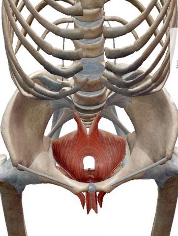 骨盤底筋