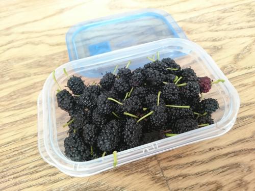 いただきもの　木いちご