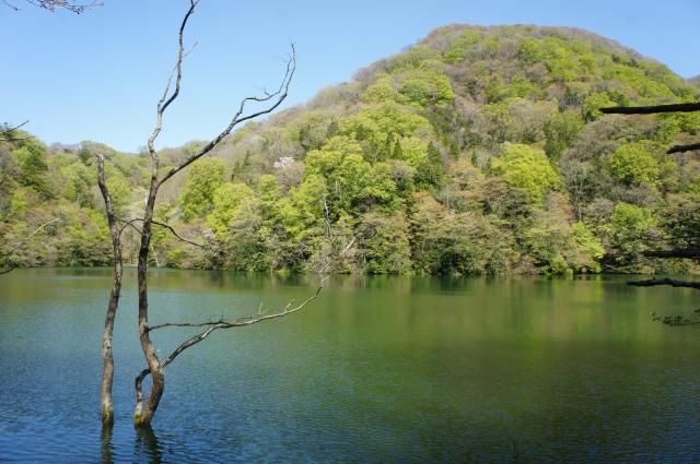 白神山地　十二湖