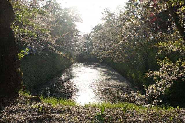弘前城　桜