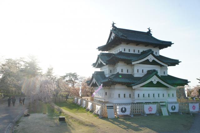 弘前城　桜