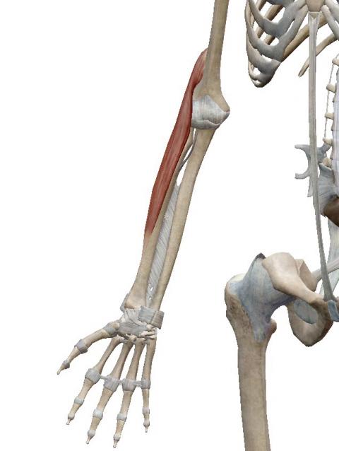 腕橈骨筋　腰痛