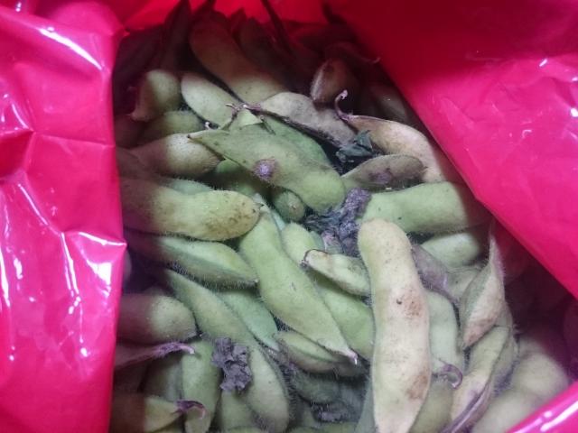 いただきもの　枝豆