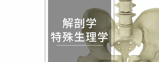 新潟県長岡市 RYT200ヨガ資格 解剖学・生理学