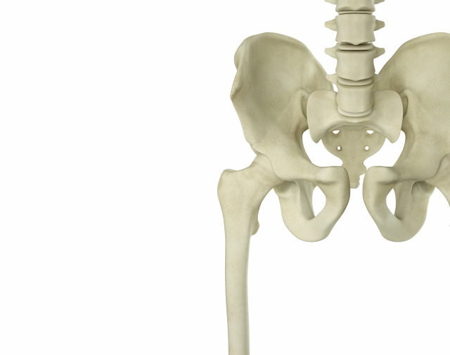 ヨガ解剖学　骨盤　新潟県長岡市