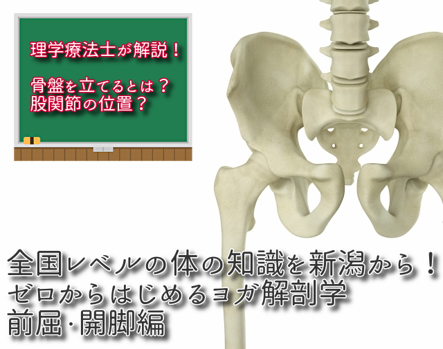 ヨガ解剖学　新潟県長岡市