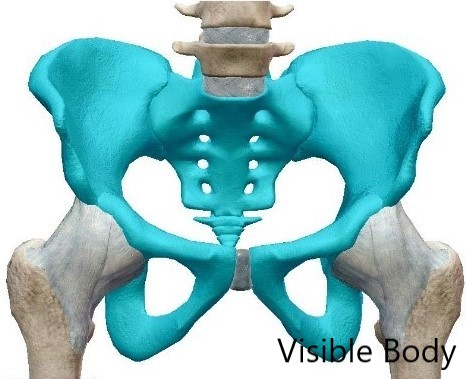 ヨガ解剖学　骨盤