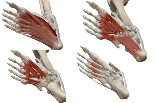 足　ヨガ解剖学